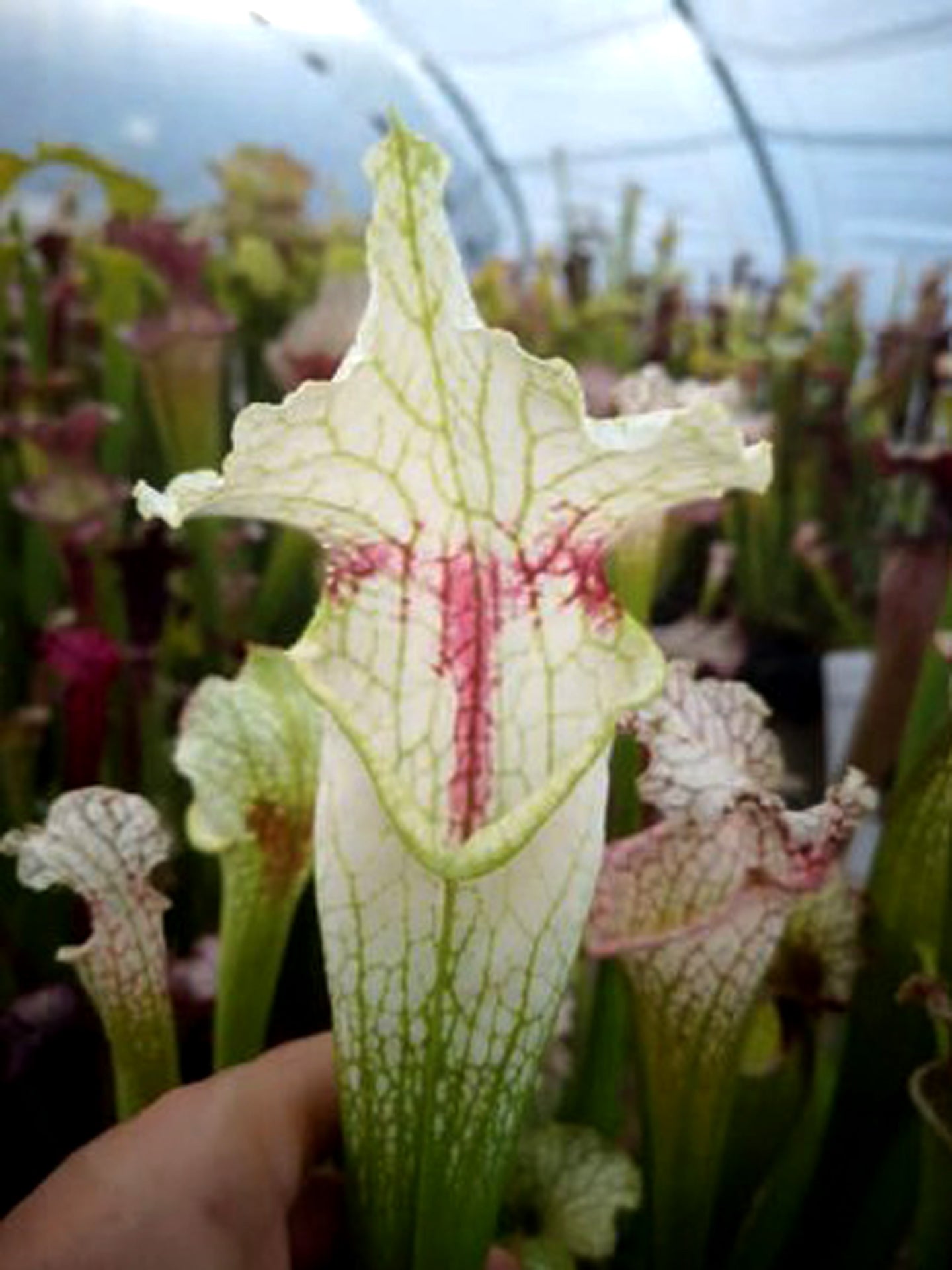 Sarracenia 'Templar Cross'