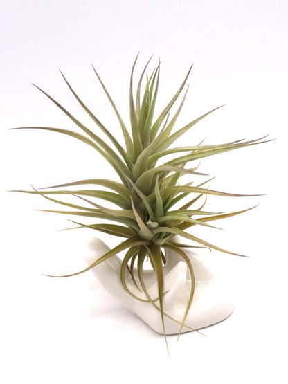 Tillandsia bergeri grigia