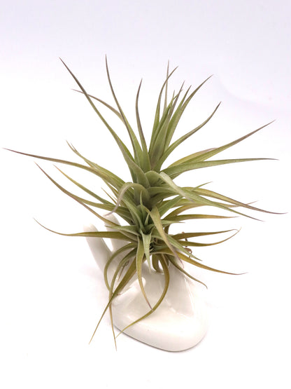 Tillandsia bergeri grigia