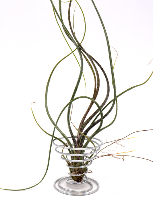 Tillandsia butzii