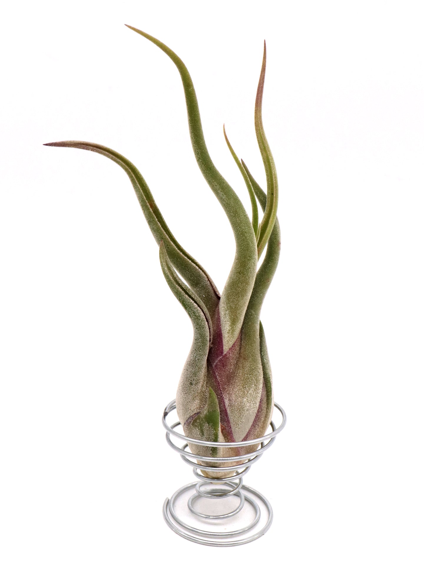 Caphut Tillandsia Caput medusae – Giardino Carnivoro