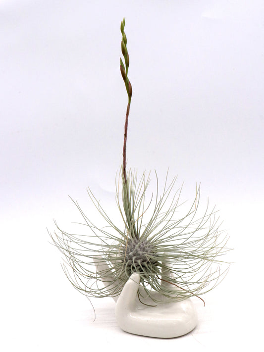 Tillandsia fuchsii gracilis