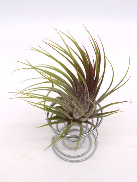 Tillandsia ionantha rubra