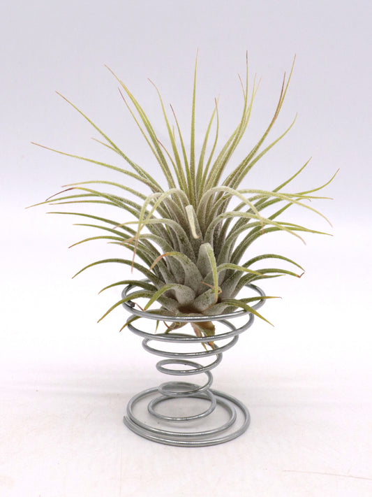 Tillandsia ionantha var. ionantha