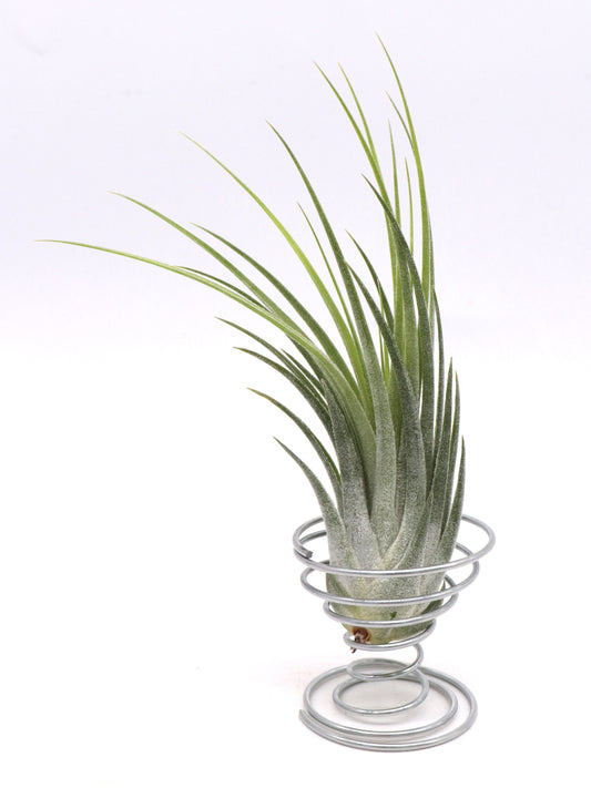 Tillandsia scaposa