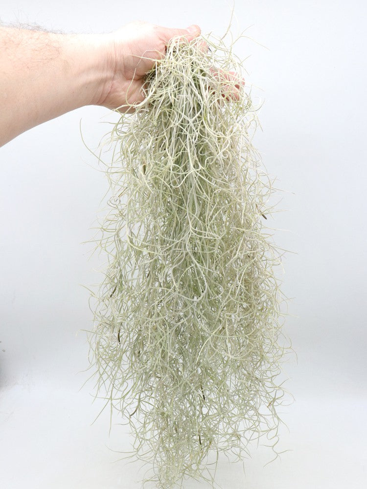 Tillandsia usneoides