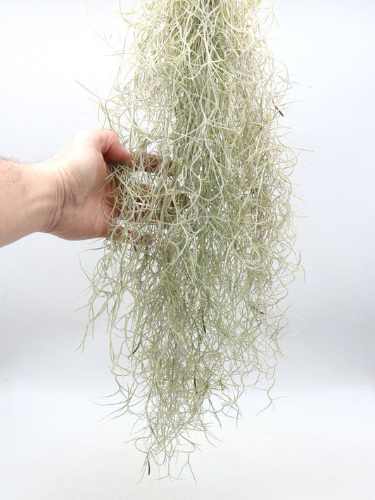 Tillandsia usneoides