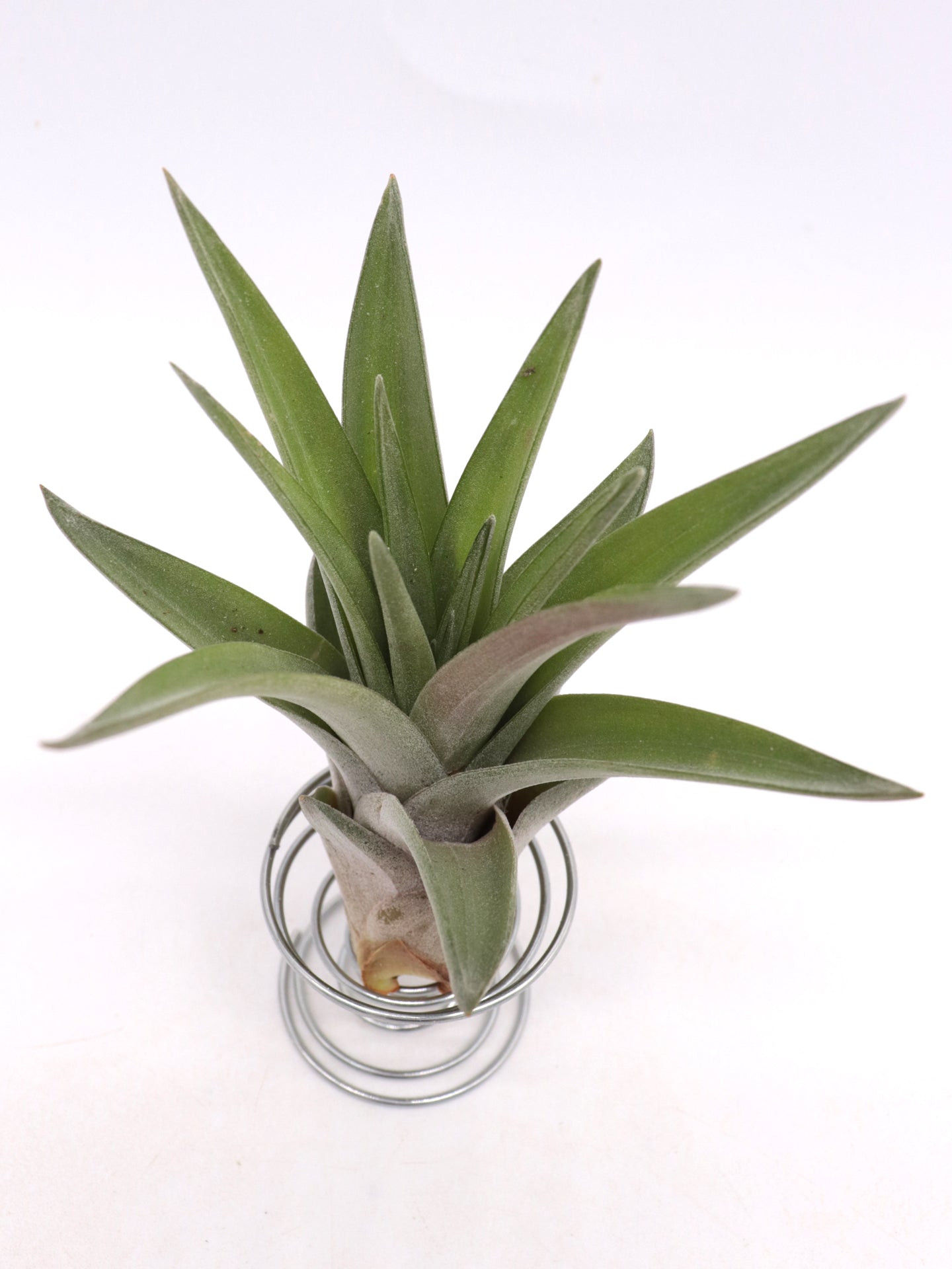 Tillandsia velutina