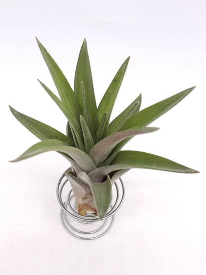 Tillandsia velutina