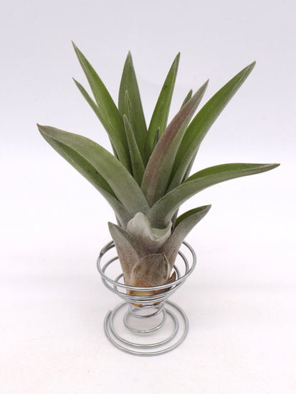 Tillandsia velutina