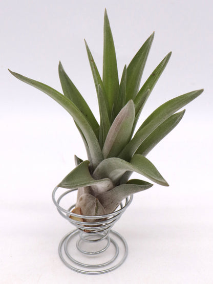 Tillandsia velutina