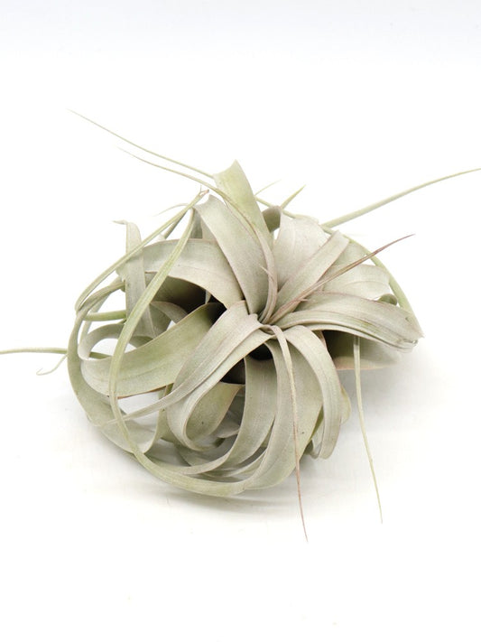 Tillandsia xerographic