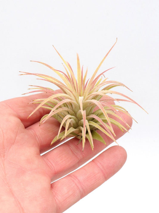 Tillandsia ionantha var. rubra