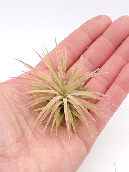 Tillandsia ionantha var. rubra