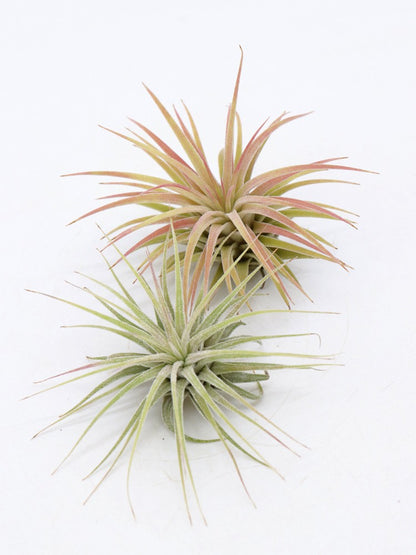 Tillandsia ionantha var. rubra