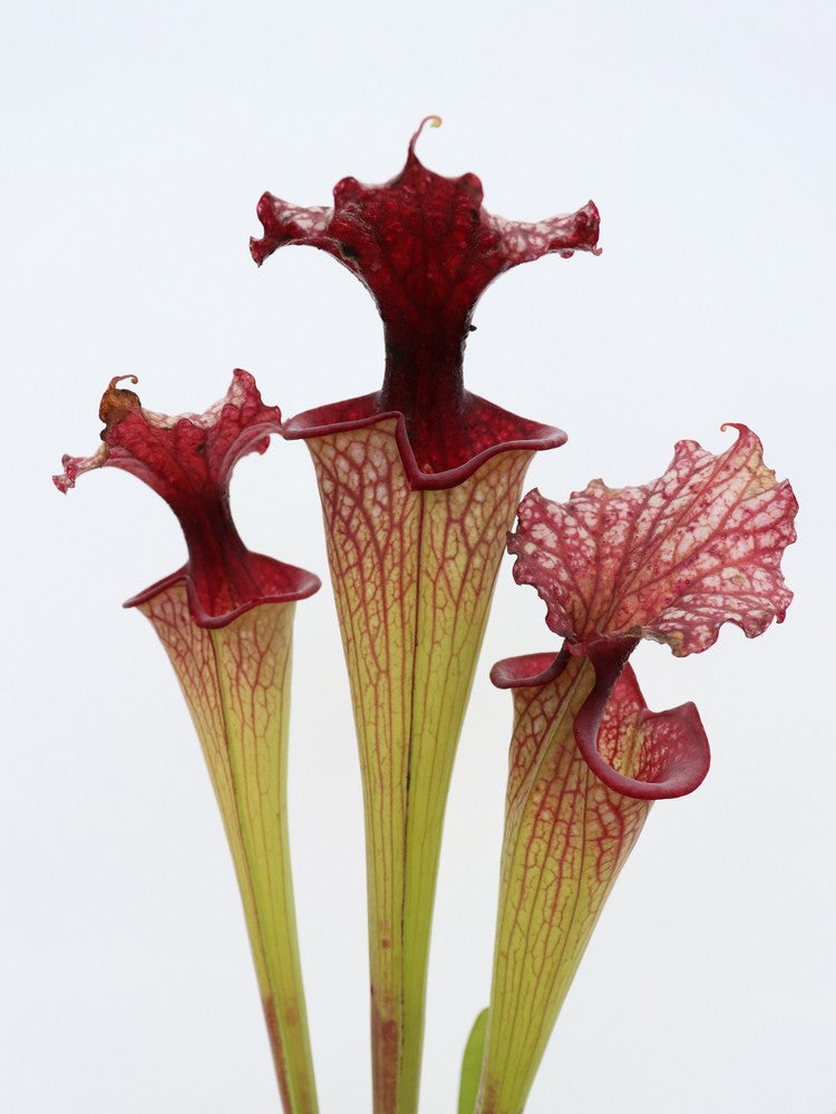 Sarracenia 'Timothy king'  H225 MK