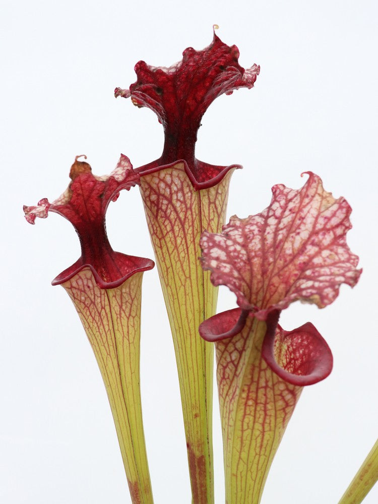 Sarracenia 'Timothy king'  H225 MK