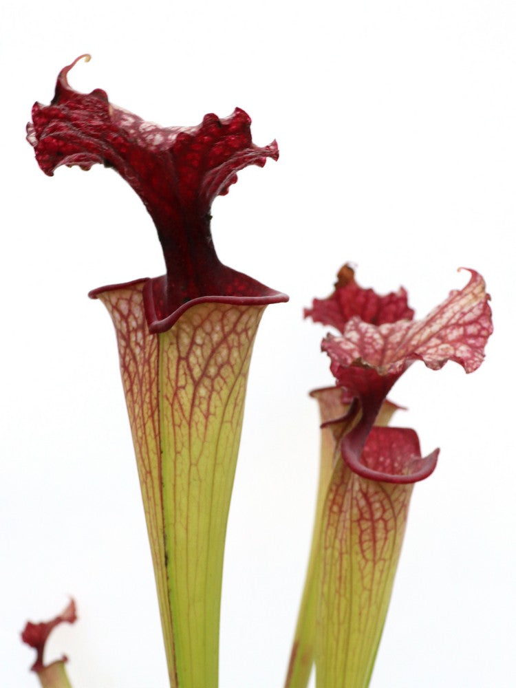 Sarracenia 'Timothy king'  H225 MK