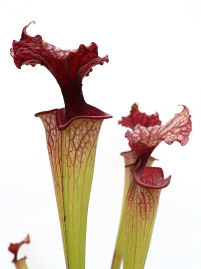 Sarracenia 'Timothy king'  H225 MK