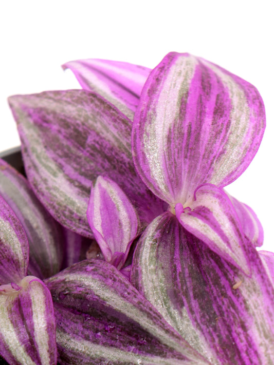 Tradescantia-Hybride