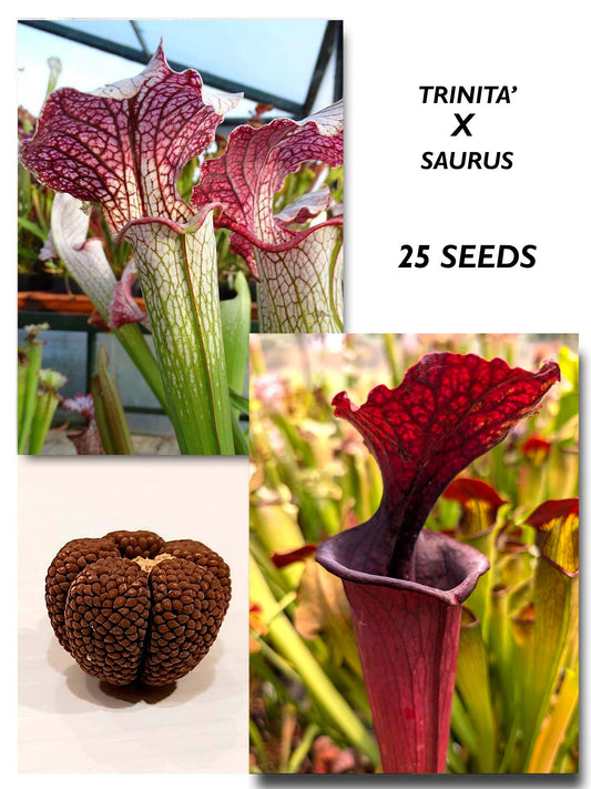 SARRACENIA "TRINITA" X 'SAURUS'