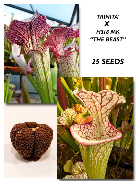 SARRACENIA "TRINITA'" X "THE BEAST" H318 MK