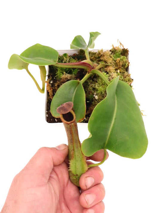 Nepenthes truncata  "Flared Peristome" Agusan del Norte, Mindanao