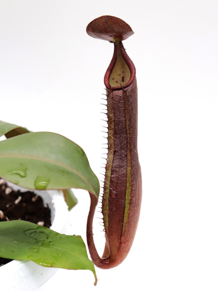 Nepenthes truncata x ramispina (männlich)