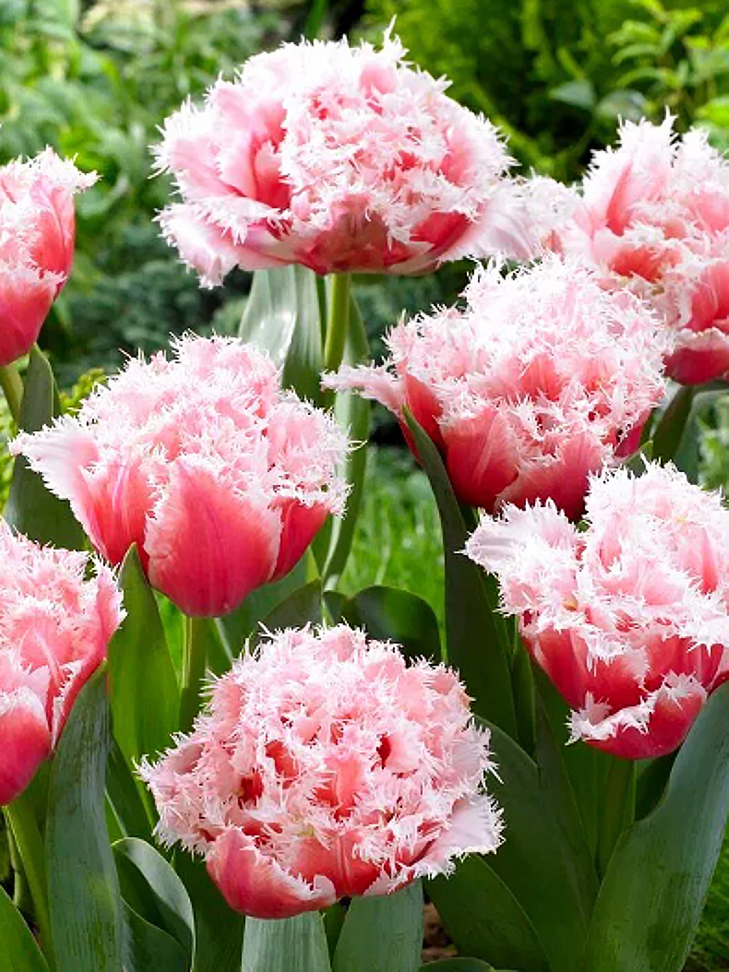 Tulipano "Queensland"