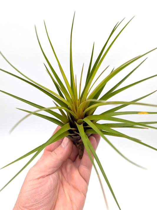Tillandsia tricolor