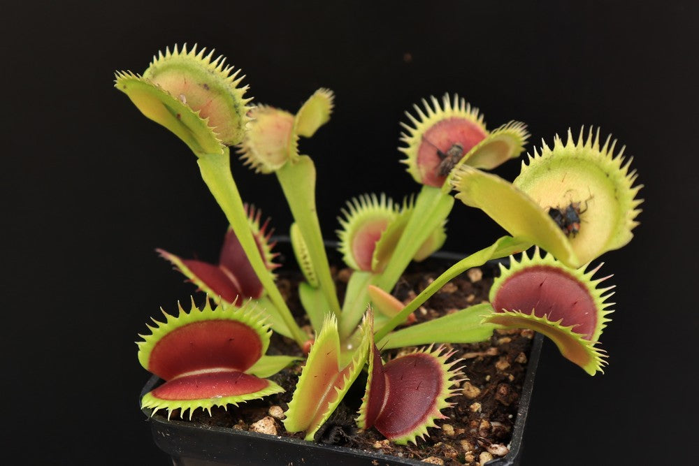 Dionaea muscipula "UK I"
