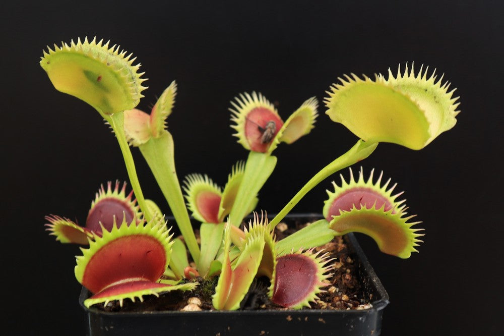 Dionaea muscipula "UK I"