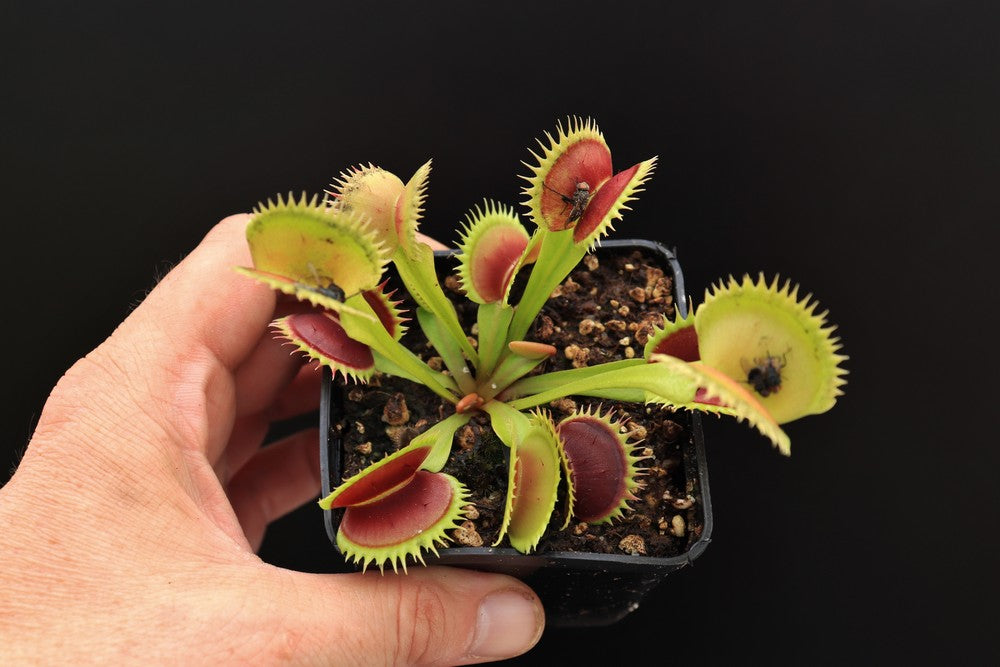 Dionaea muscipula "UK I"