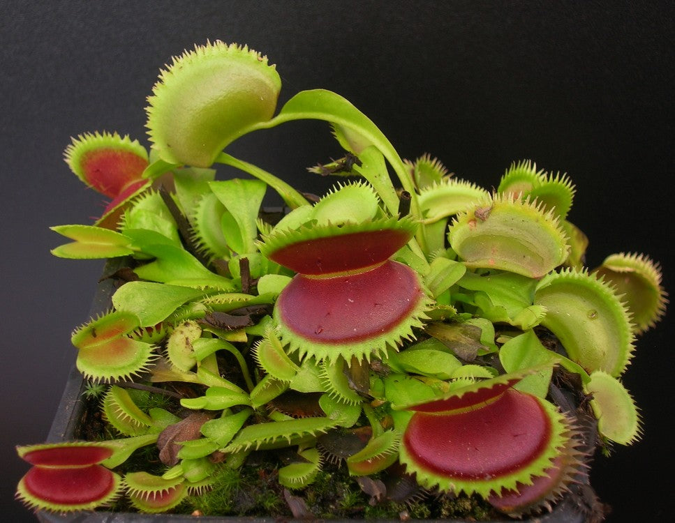 Dionaea muscipula "UK I"