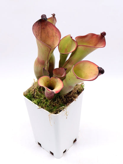 Heliamphora uncinata "E"