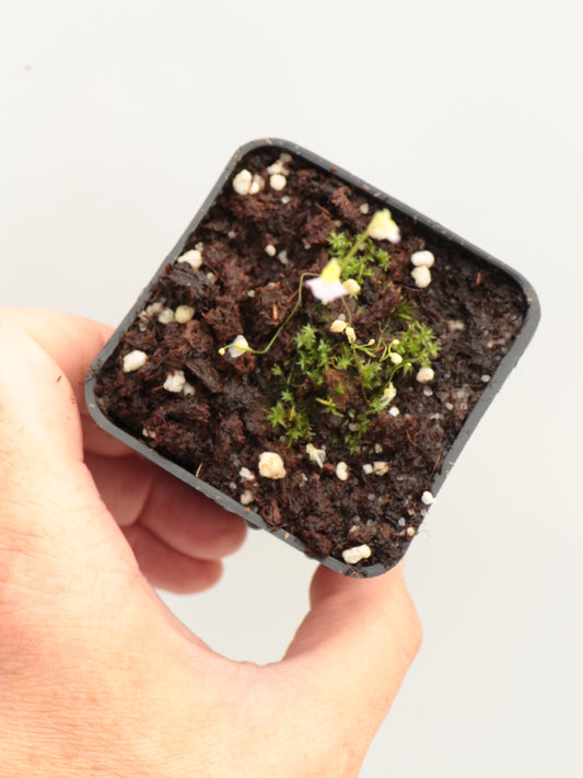 Utricularia "Bains Kloof"