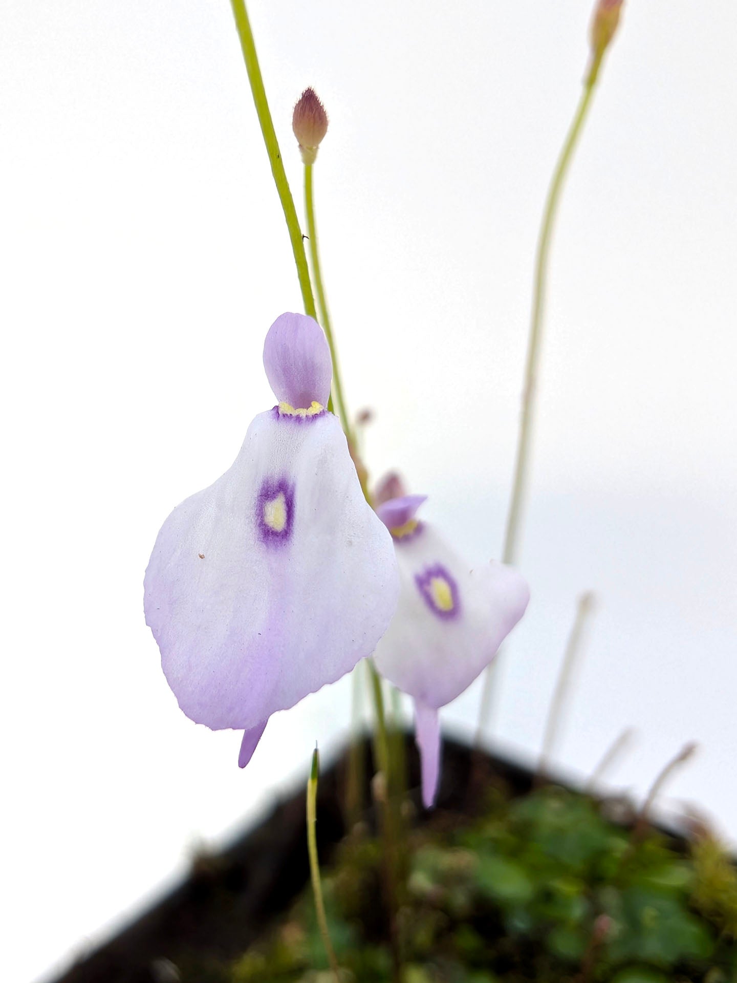 3 DIVERSE UTRICULARIE A FIORE ROSATO
