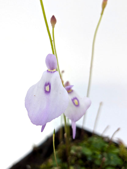 3 DIVERSE UTRICULARIE A FIORE ROSATO