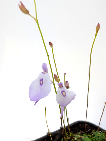 Utricularia pubescens