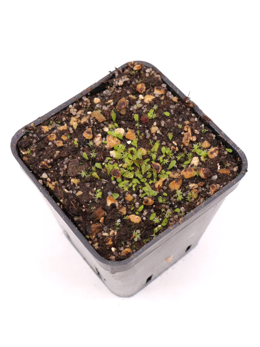 Utricularia livida "Mexico"