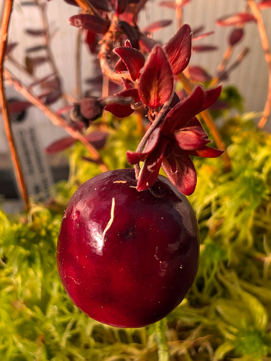 Vaccinium macrocarpon  Mirtillo Rosso Americano