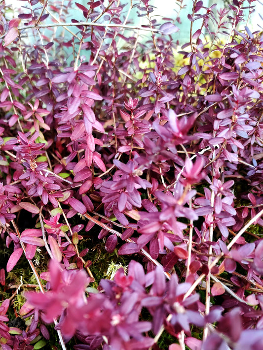 Vaccinium macrocarpon Amerikanische Cranberry