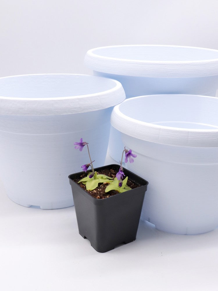 Vaso tondo bianco diametro 30 cm