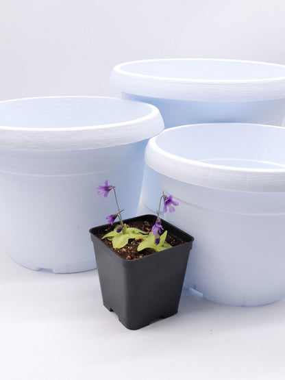 Vaso tondo bianco diametro 30 cm