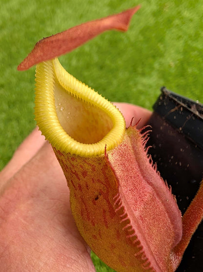 AUKTION 4: Nepenthes veitchii Pa' Umor x edwardsiana BE-4672 MITTLERE GRÖSSE