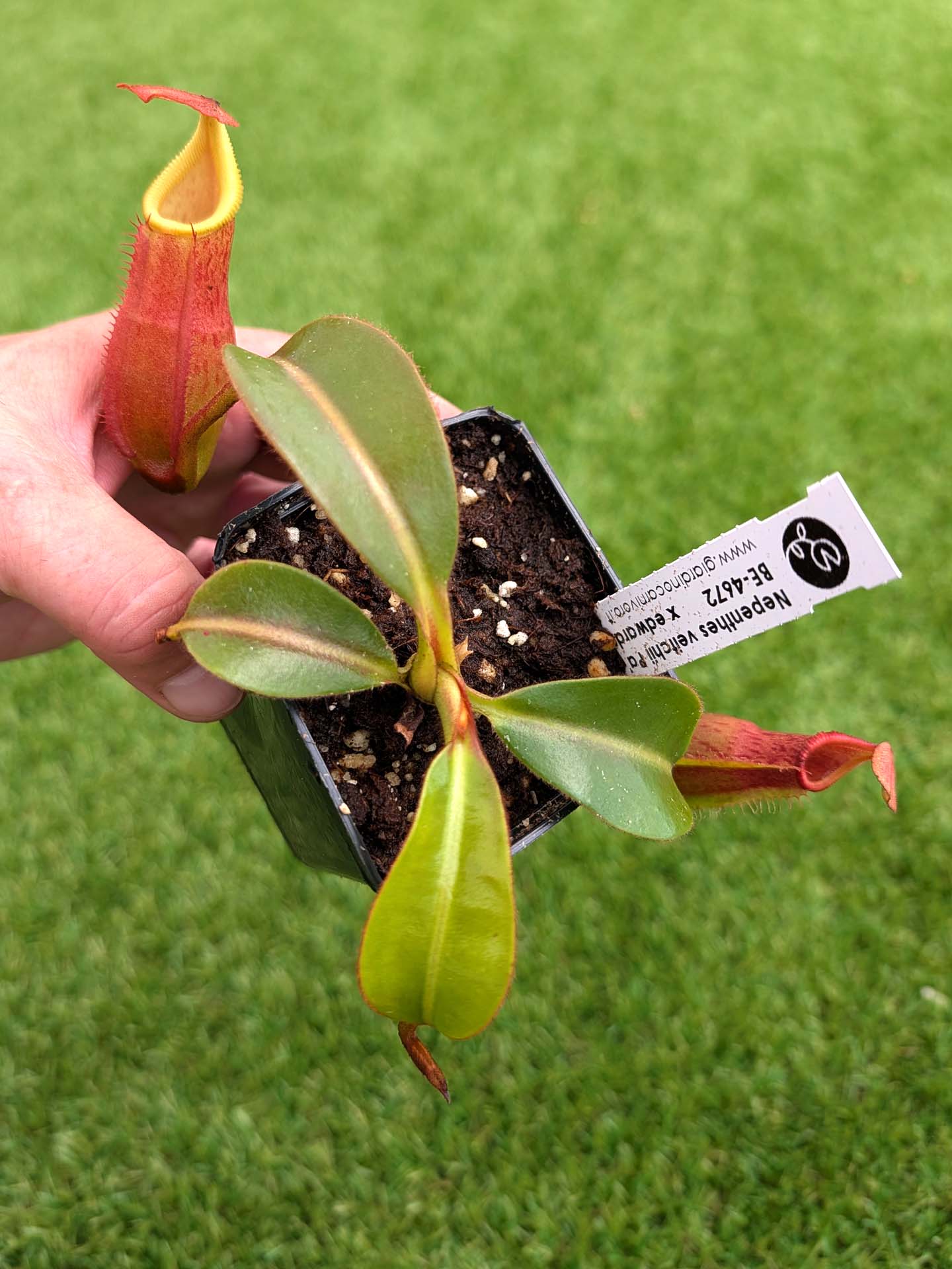 AUKTION 4: Nepenthes veitchii Pa' Umor x edwardsiana BE-4672 MITTLERE GRÖSSE