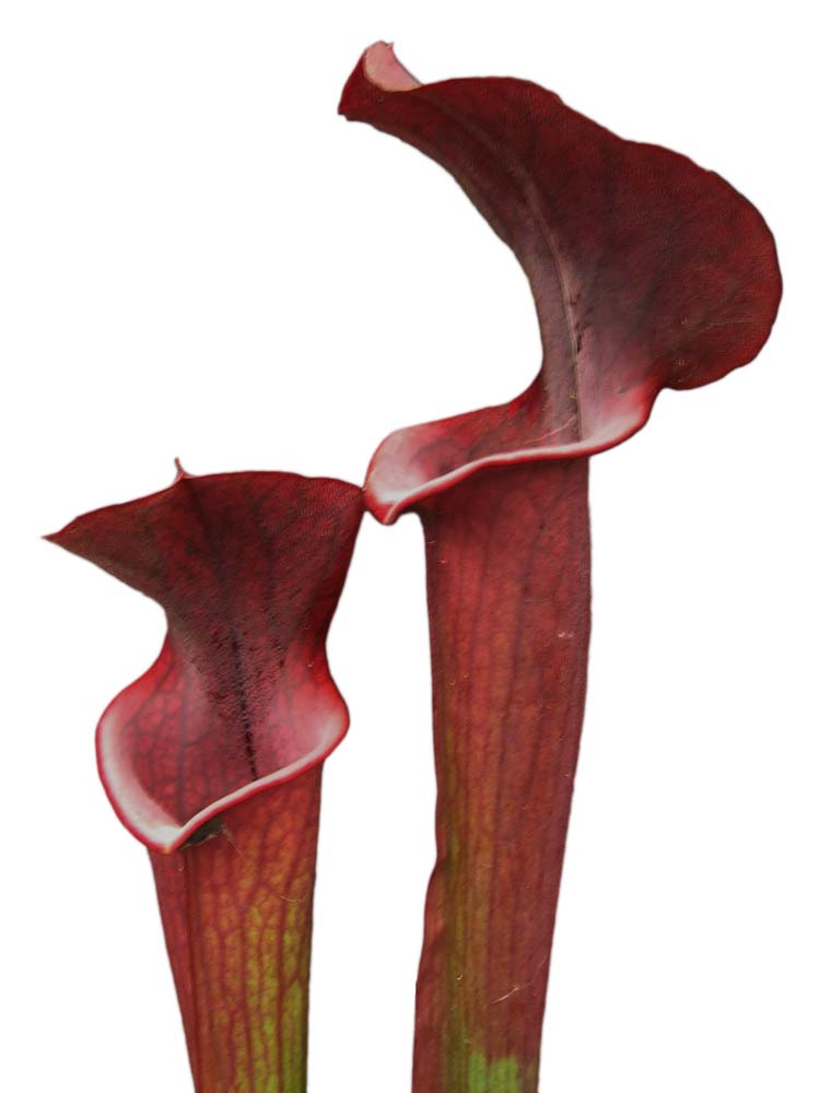 H3 GC S.x "Velvet"
