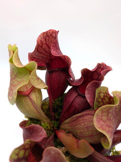 PV10 GC  Sarracenia purpurea ssp. venosa "Black Lip"