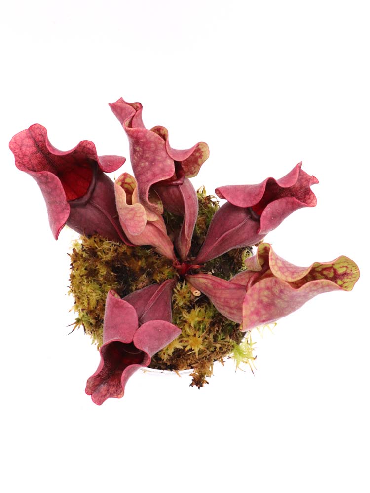 PV10 GC  Sarracenia purpurea ssp. venosa "Black Lip"