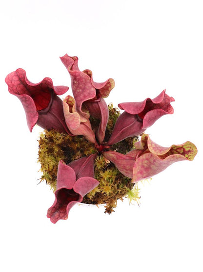 PV10 GC  Sarracenia purpurea ssp. venosa "Black Lip"